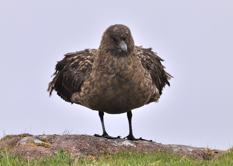 handa bonxie3