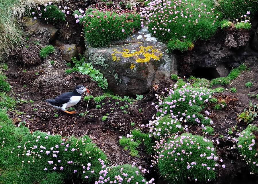 handa puffin