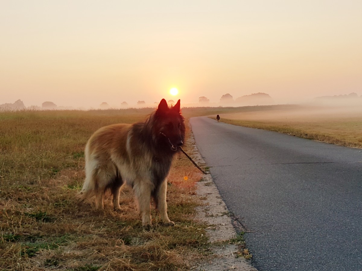 Handy Camera S8 Samsung. Morgens um knapp nach 5 wegen der Hitze.
Schade, dass die Maske von Guinness nicht richtig raus kommt.