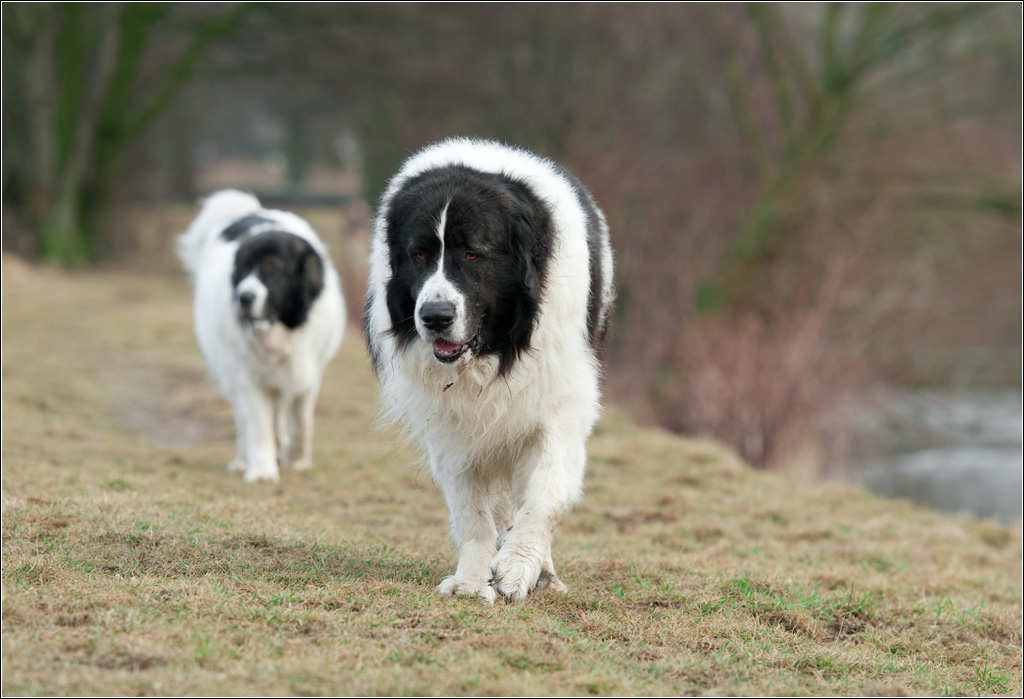 Hanni und Nanni