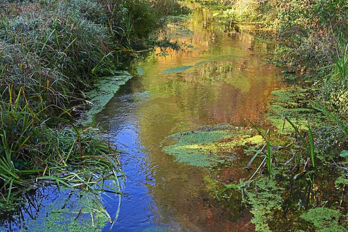 Hardau im Herbst 2.jpg