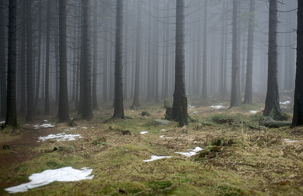Harz 2