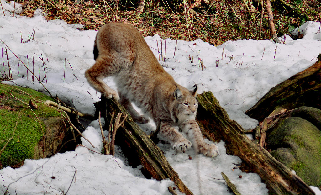 Harz