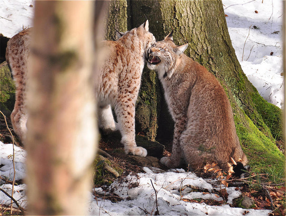 Harz