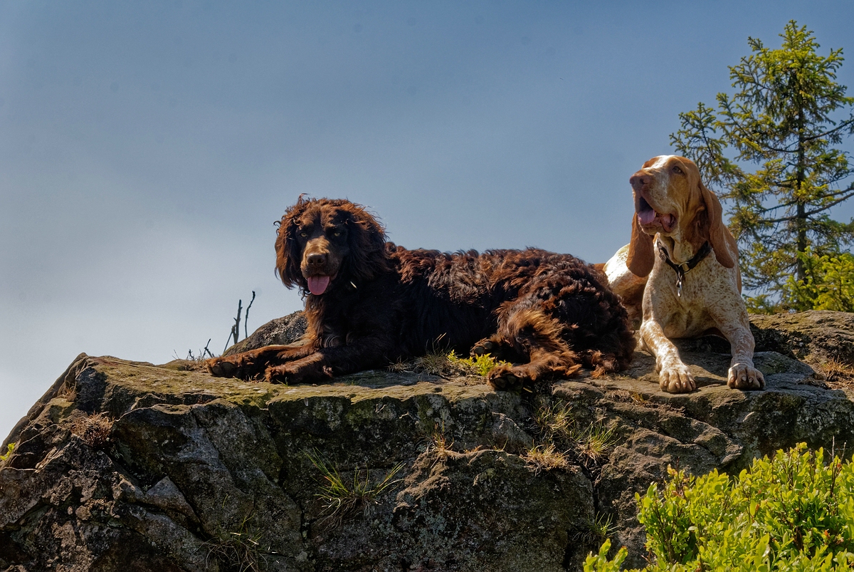 Harzer Klippenhunde
