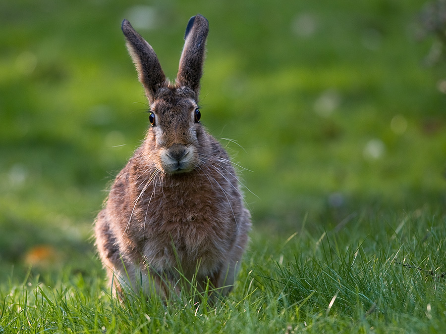 Hase 0003