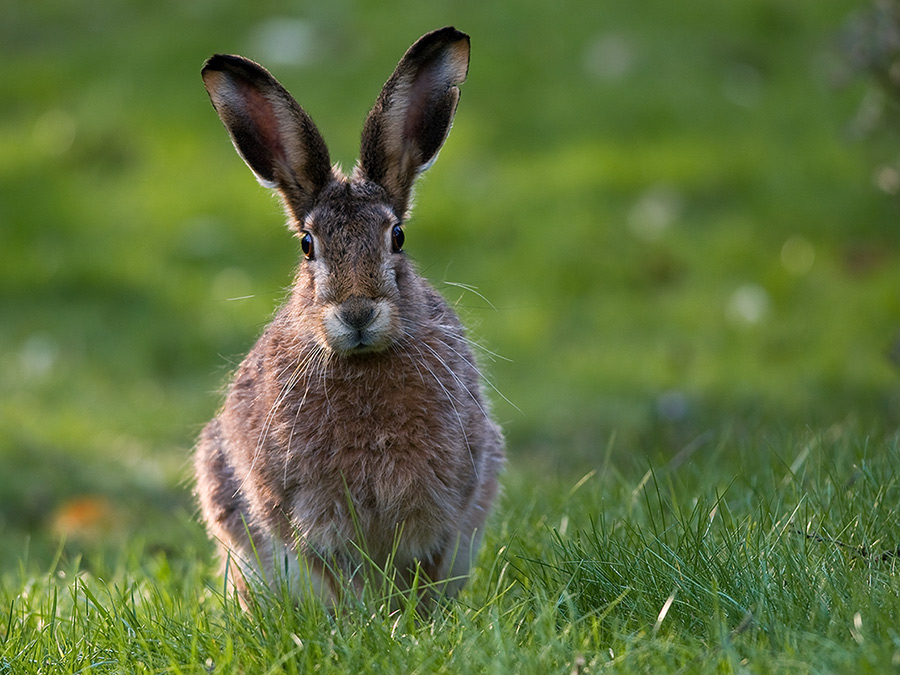 Hase 0005