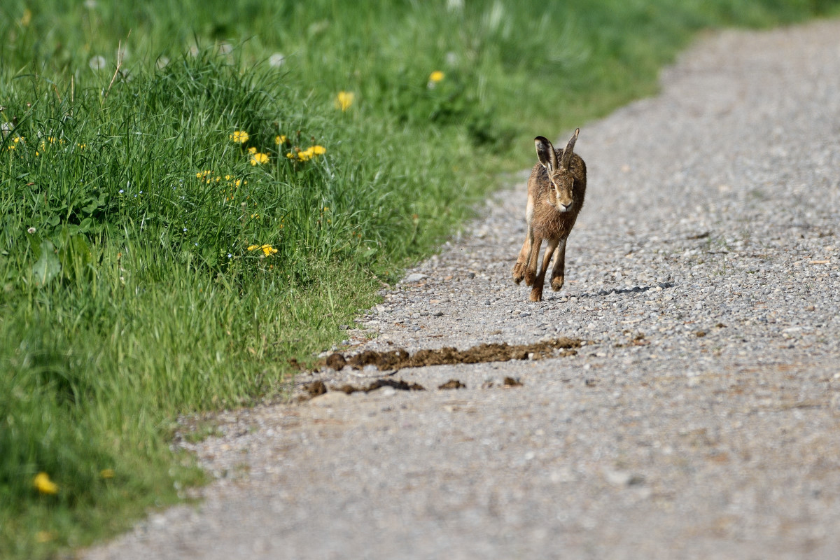 Hase 042016 1