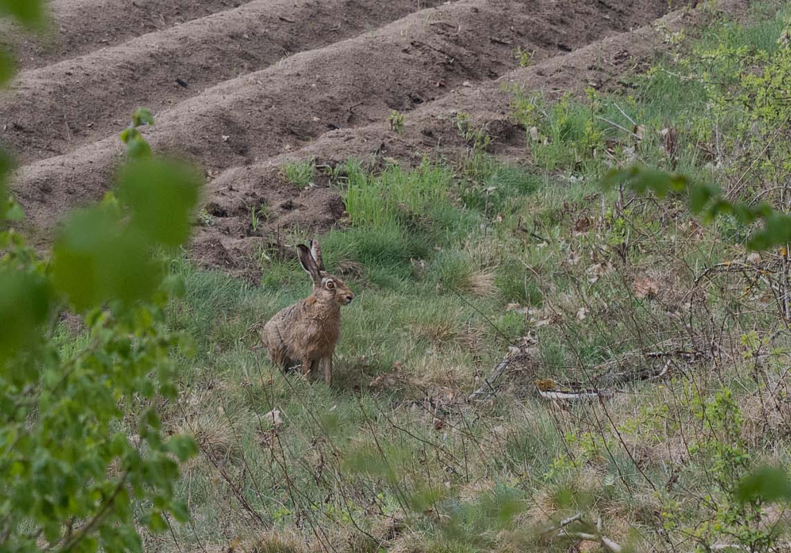 Hase 1.jpg