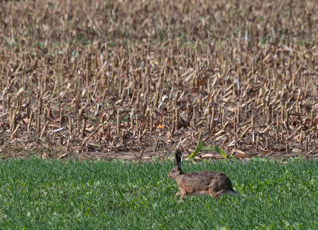 Hase 2.jpg