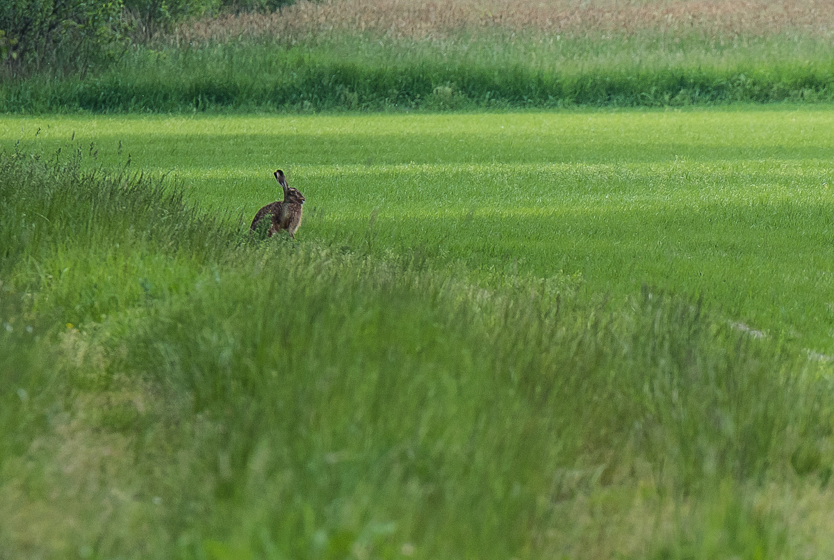 Hase am Feldrand (1 von 1).JPG