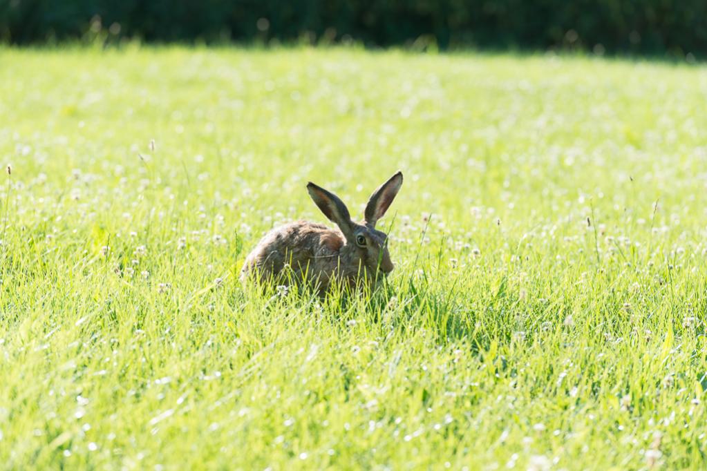 Hase phe9391 LR 1