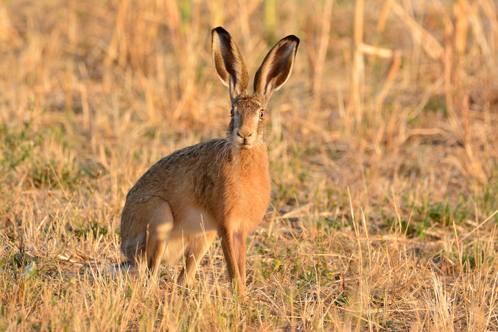 Hase