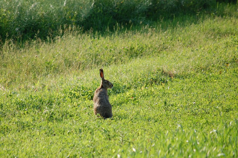 Hase
