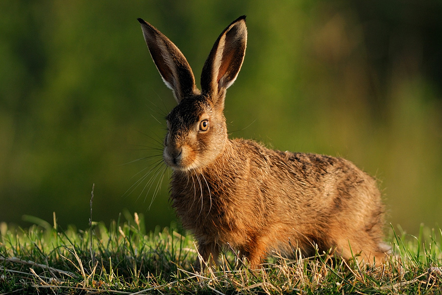 Hase
