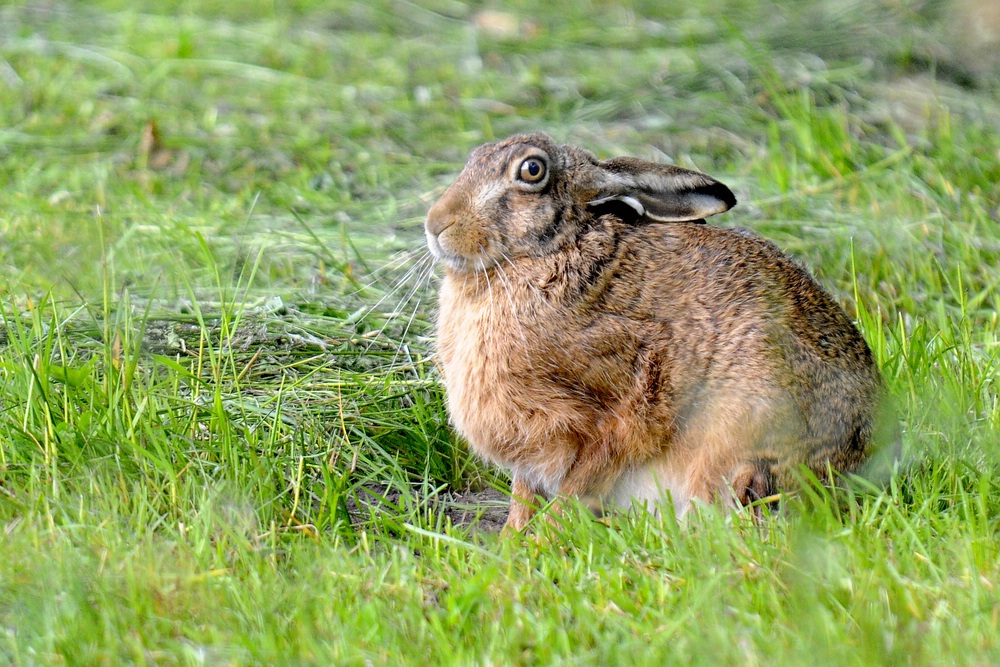 Hase