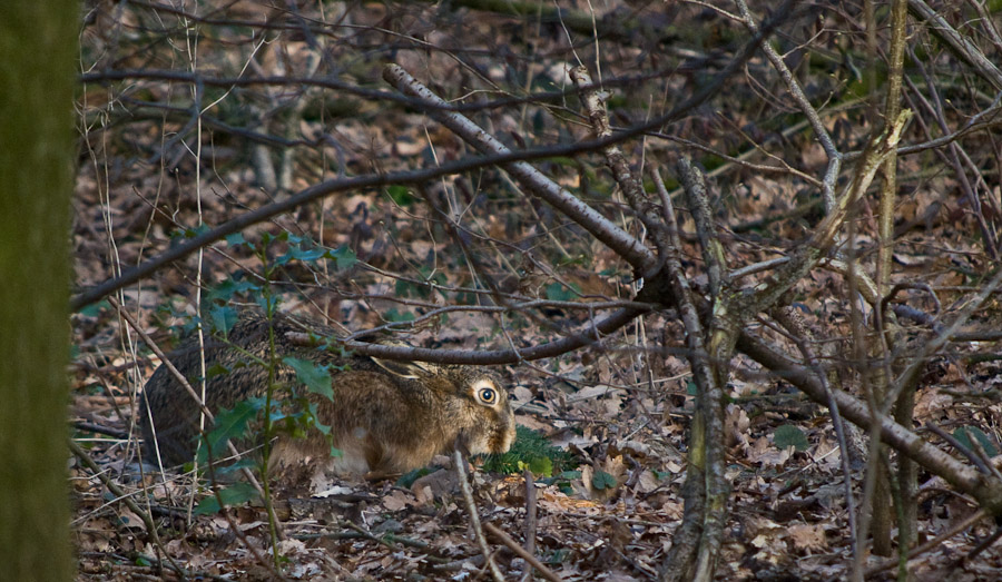 Hase