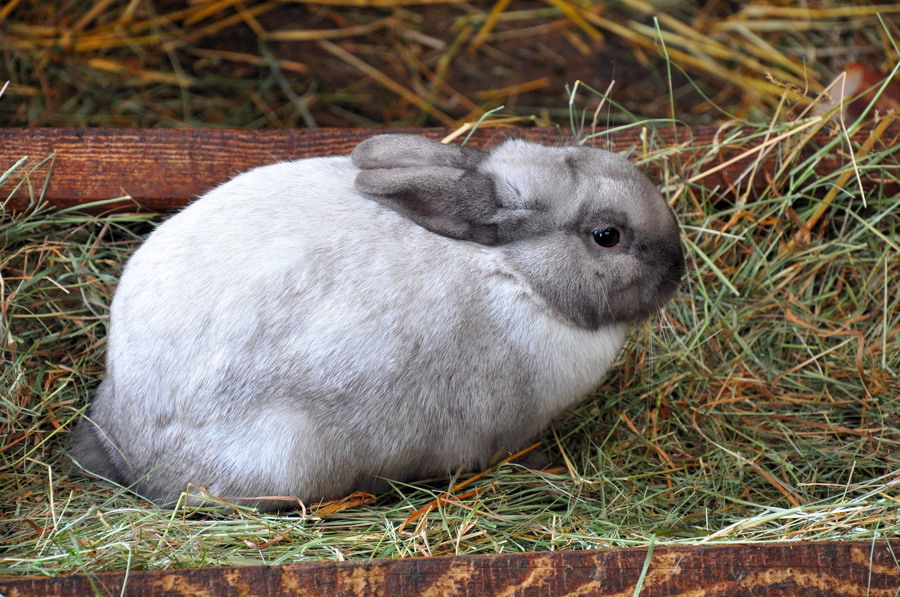 hase
