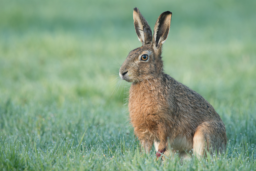 Hase1