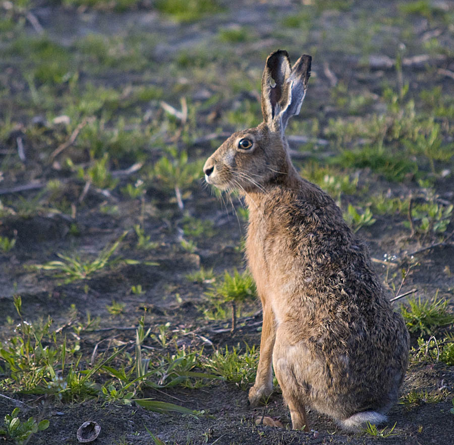 Hase1
