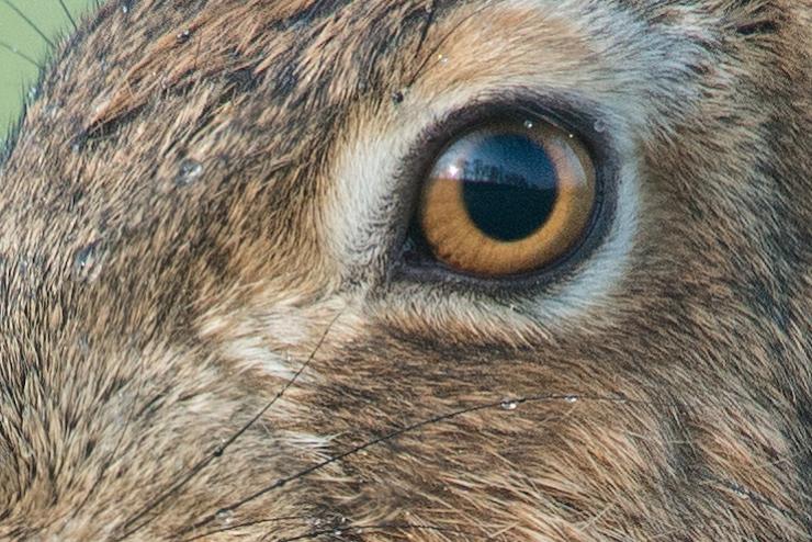Hase3