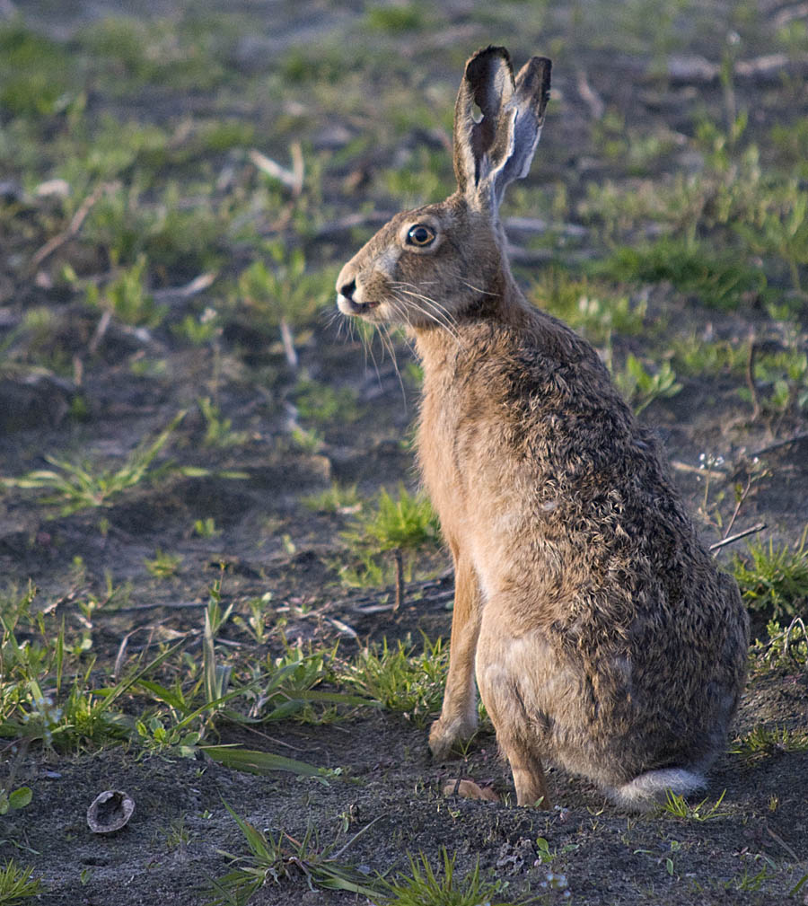 Hase3