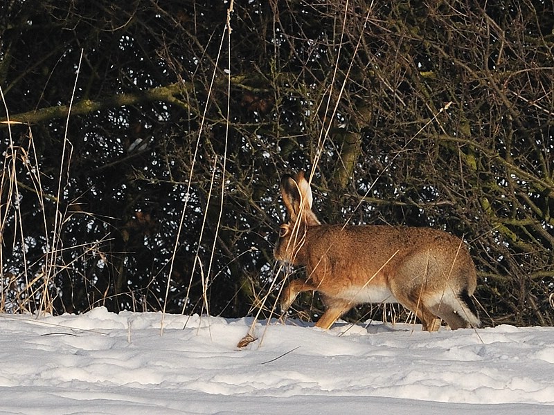 hase32