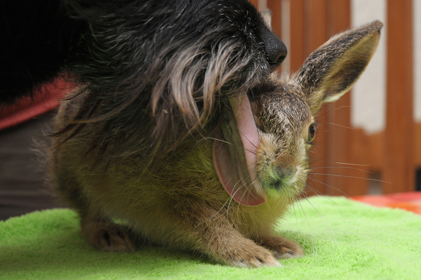 Hase5708bearb