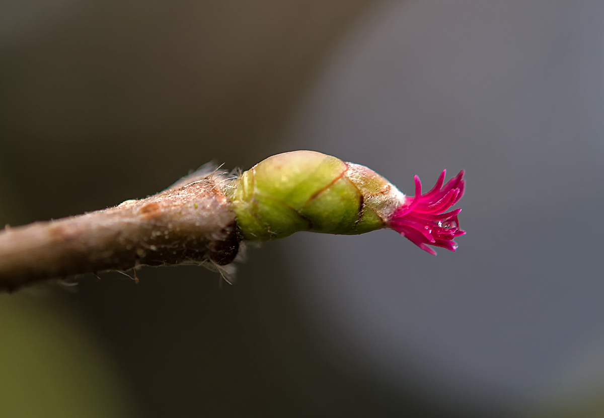 Haselblüte 1