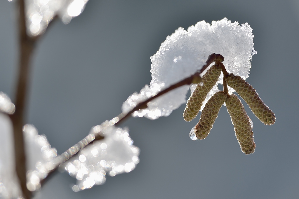 Haselblüten 012015