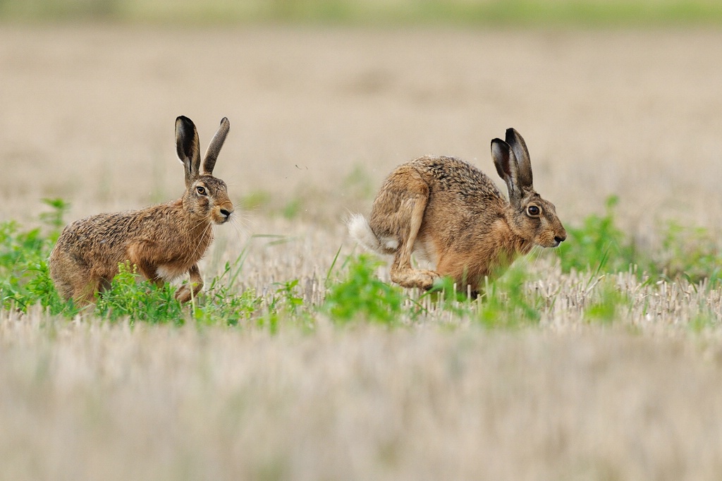 Hasenpärchen