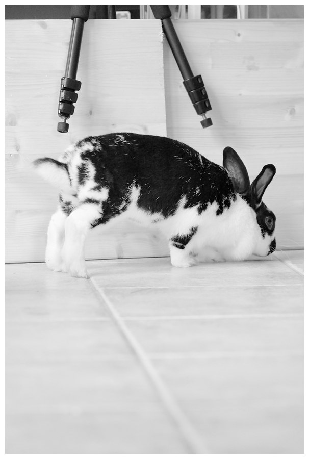 hasi