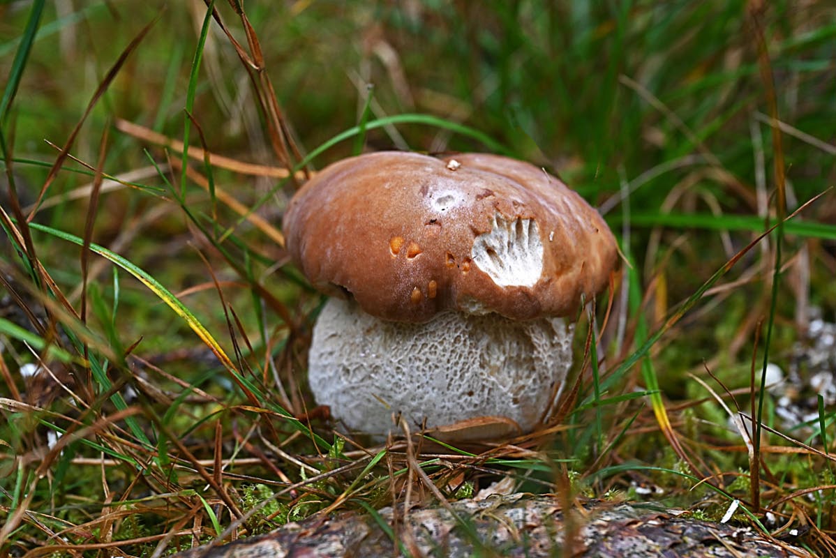 Hat wohl nicht geschmeckt.jpg
