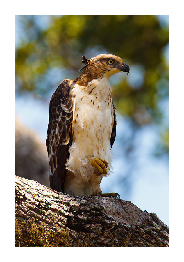 Haubenadler (Spizaetus cirrhatus)