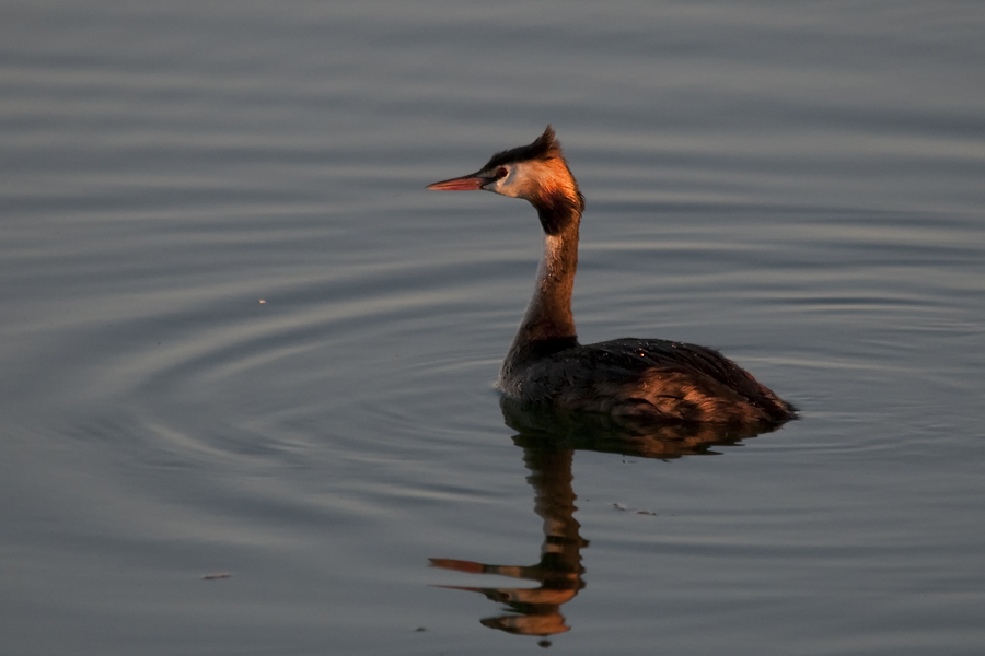 Haubentaucher Vogelinsel02
