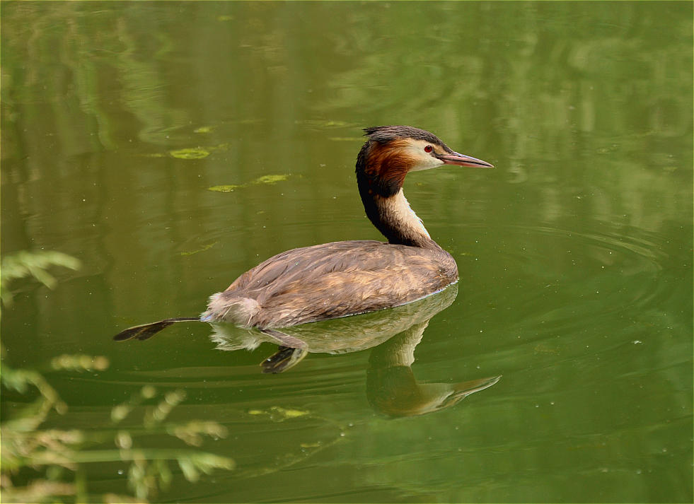 Haubentaucher
