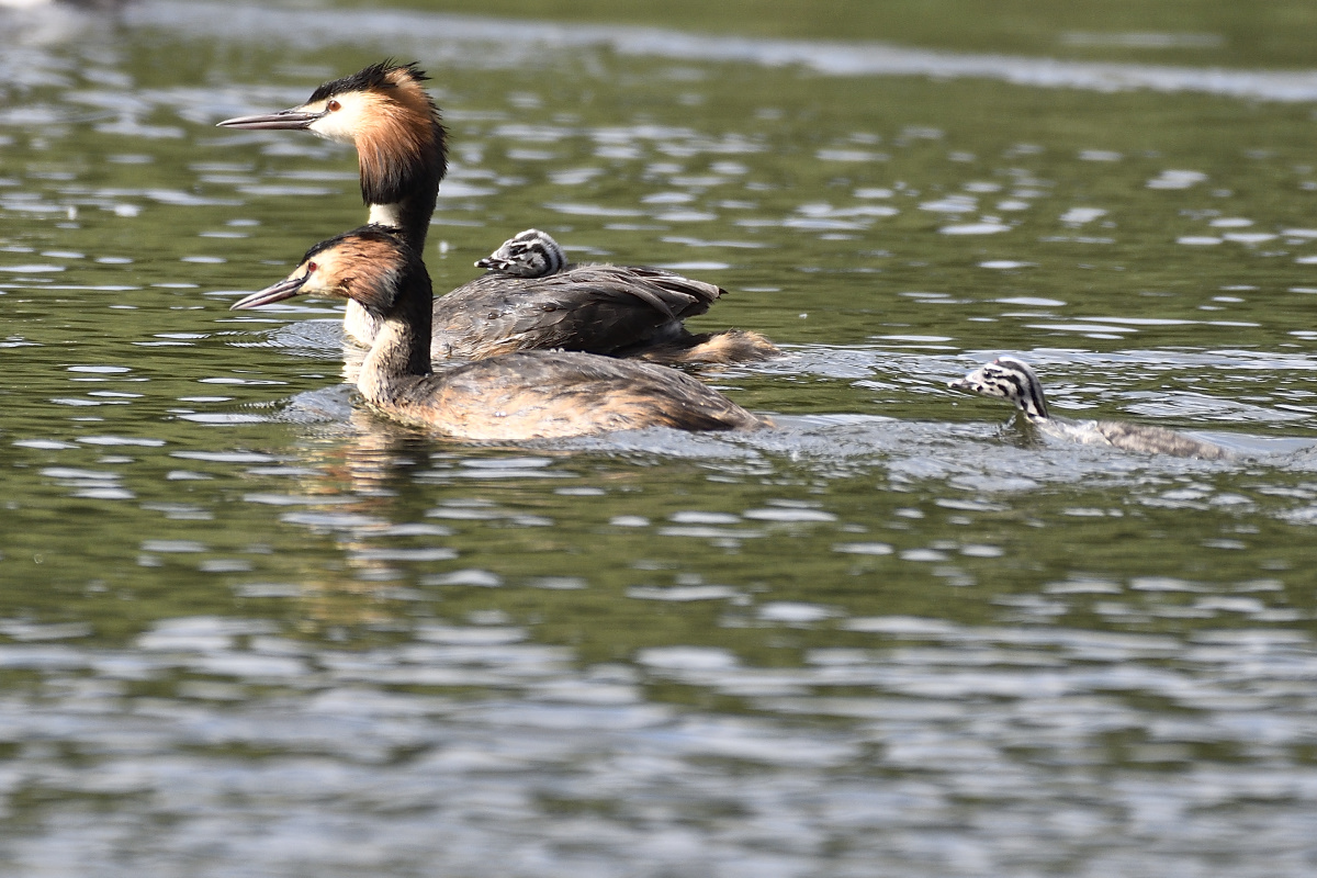 haubentaucherPHE2281nf