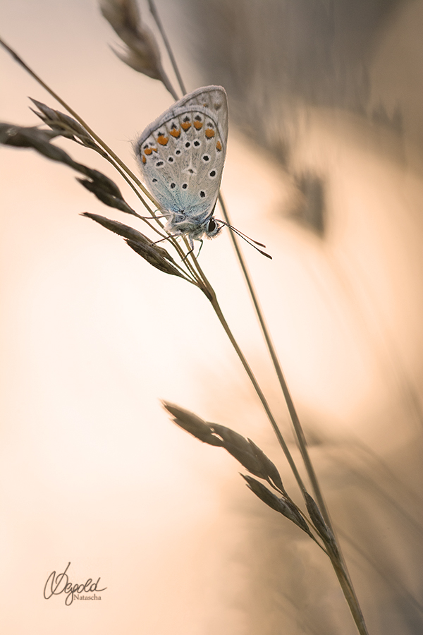 Hauhechel-Bläuling (Polyommatus icarus)