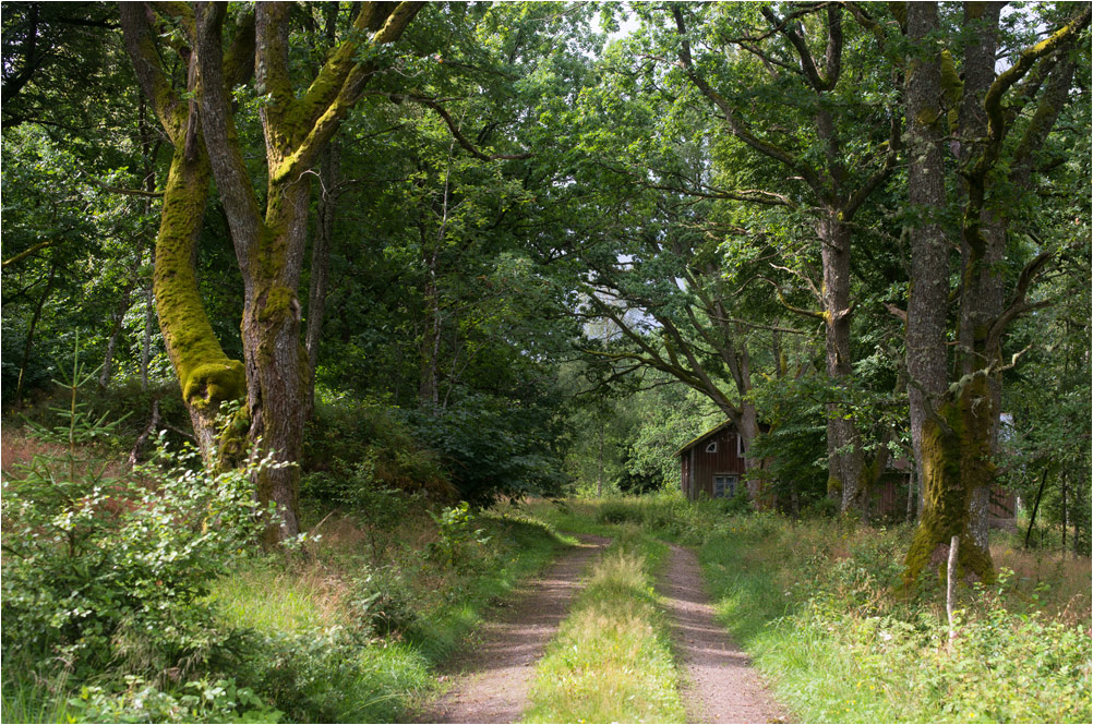 haus im wald8
