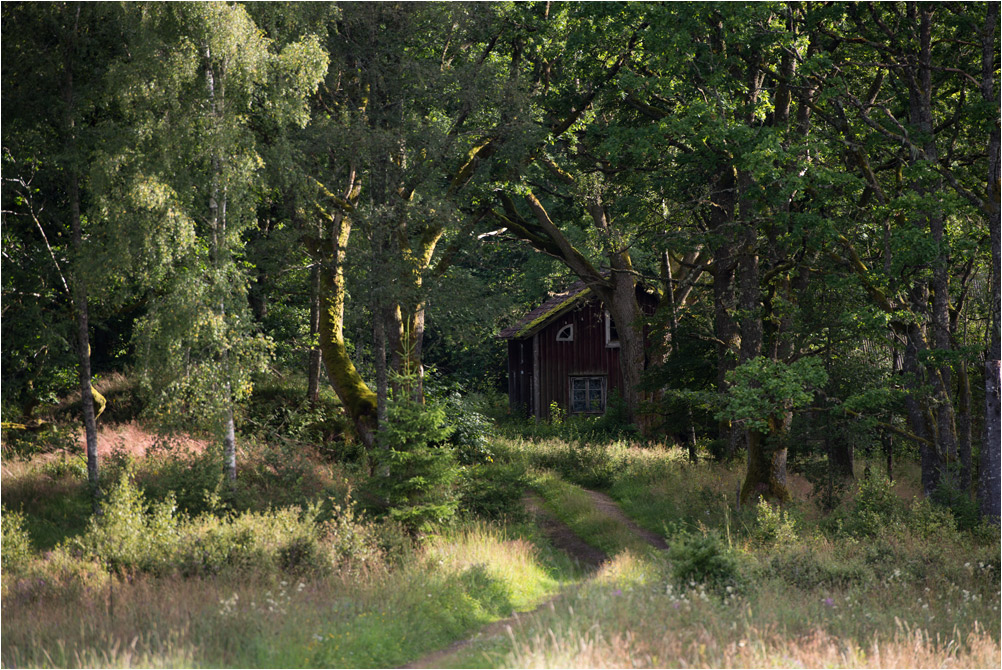 haus im wald9