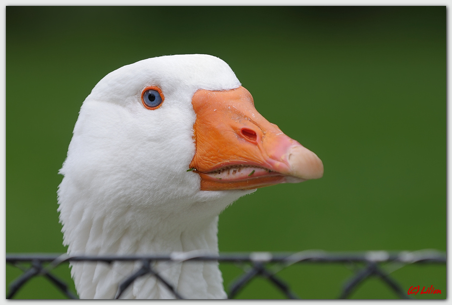 Hausgans (Anser)