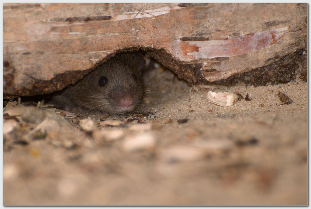 Hausmaus (Mus musculus)