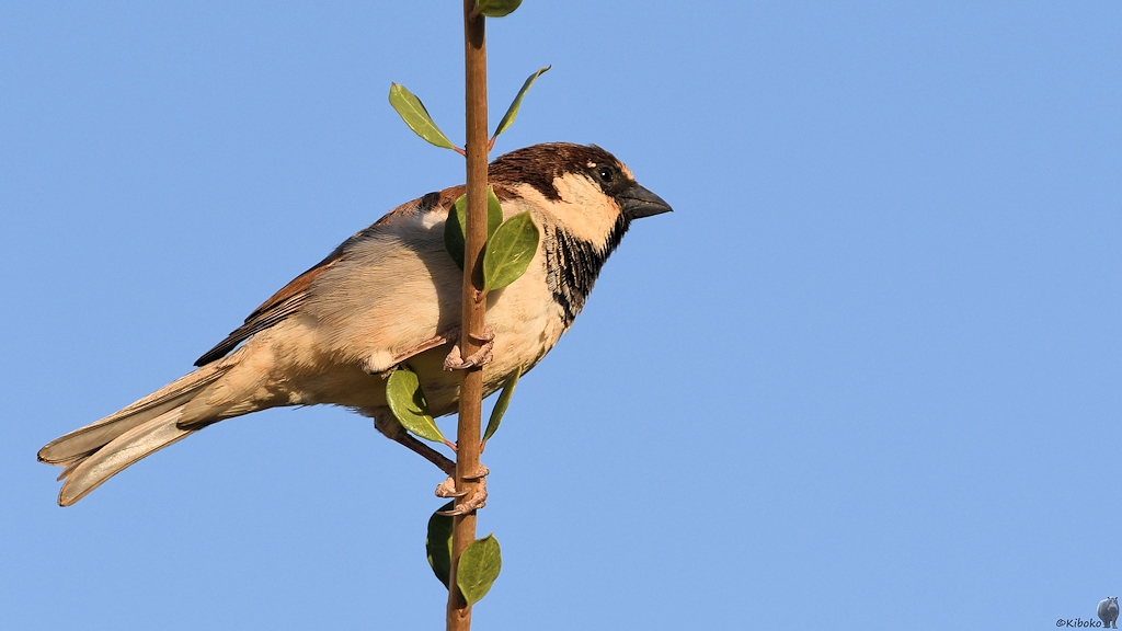 Haussperling
s980 Karima House Sparrow 5828