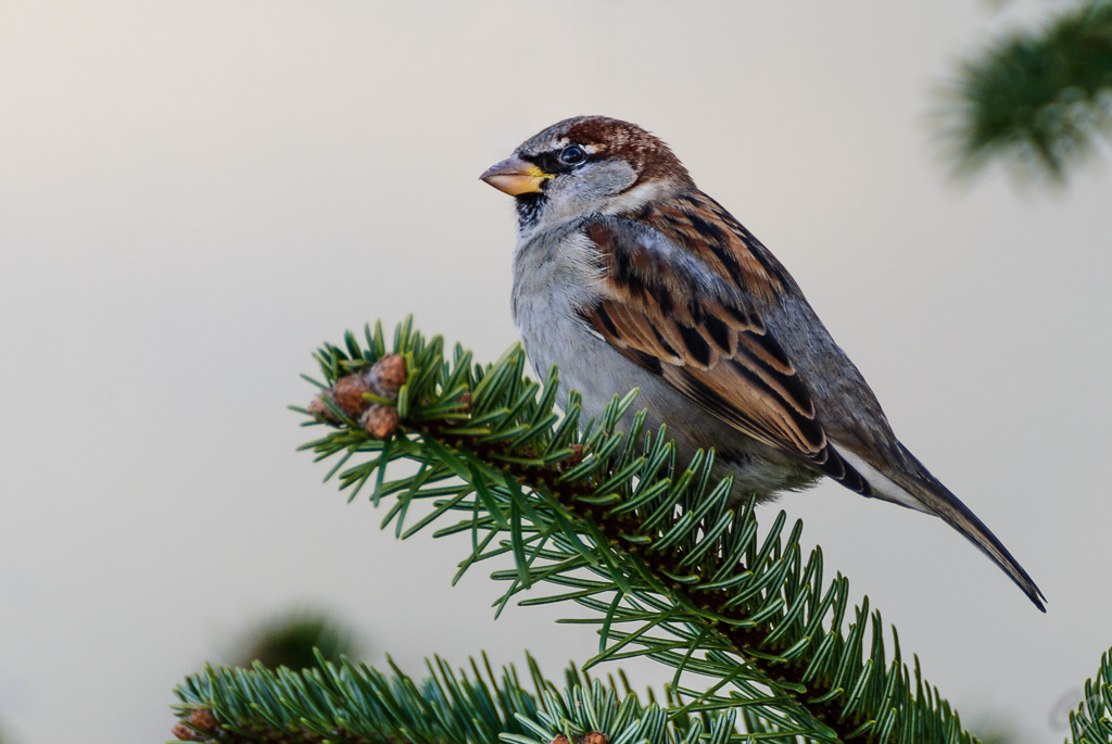 Haussperling