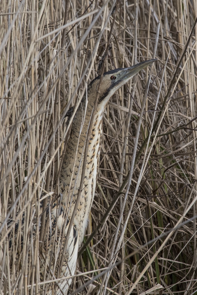 HAW 6968