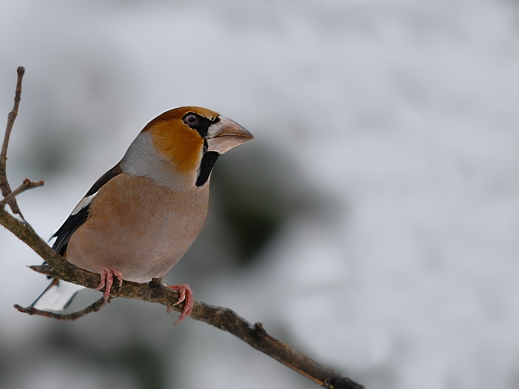 hawfinch3013