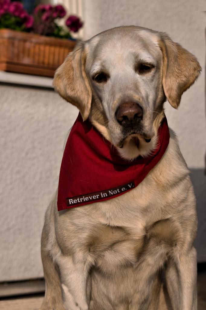 Hdr Selma Retrievertuch