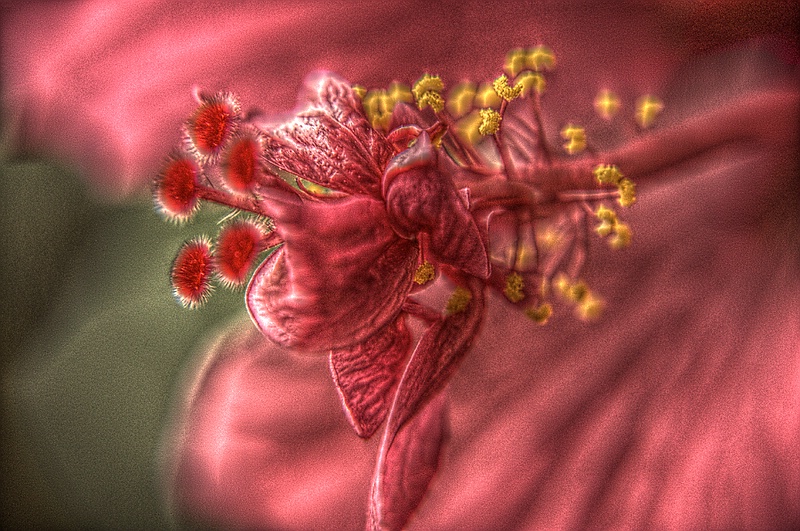 HDR1.1