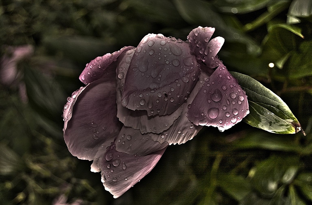 hdr13