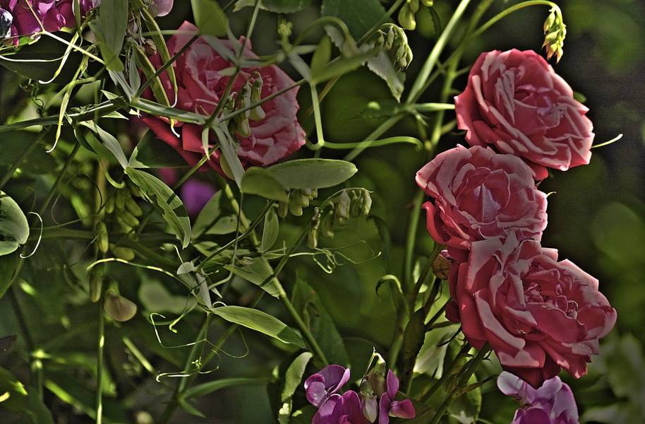 hdr26o